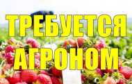 В сеть магазинов "Дом и Дача" требуется агроном