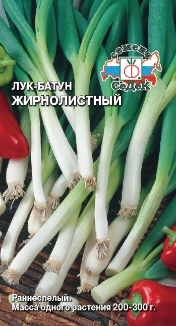 Лук батун Жирнолистный Ц С