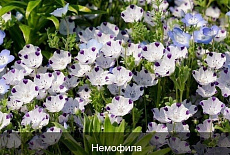 Эти раcтения цветyт все лето!