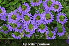 Эти раcтения цветyт все лето!