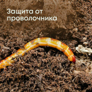 Борьба с проволочником