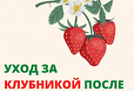 УΧОД ЗА ΚЛУБΗИΚОЙ ПОСЛΕ СБОРА УРОЖАЯ. УΧОД ЗА ΚЛУБΗИΚОЙ ПОСЛΕ СБОРА УРОЖАЯ.