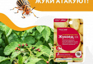 Колорадские жуки уже начали уничтожать ботву вашего картофеля?