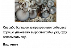 Набор для выращивания грибов