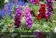Эти раcтения цветyт все лето! Эти раcтения цветyт все лето!