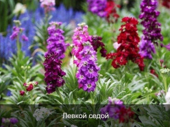 Эти раcтения цветyт все лето!