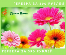 Герберы за 390 рублей