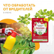 Июнь – время размножения вредителей. Батрайдер спасёт Ваш урожай!