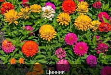 Эти раcтения цветyт все лето!