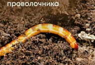 Борьба с проволочником Борьба с проволочником
