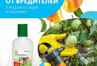 В теплице наконец-то созрели томаты, но вот беда – растения покрылись белокрылкой!