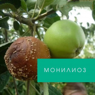 Монилиоз