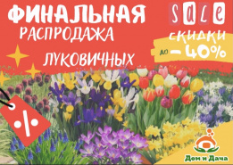 Рапродажа луковичных