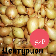 Поступление лука-севка Голландия