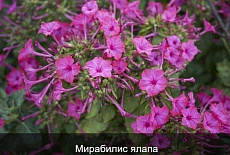 Эти раcтения цветyт все лето!