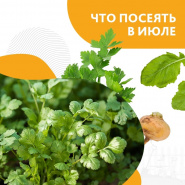 Думаете, чем занять уже опустевшие грядки?